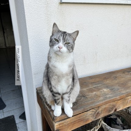 Photo 1/1 Chat retrouvé Perdu à Vittel