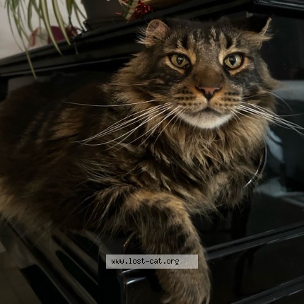 Photo de chat perdu à Chazay D Azergues