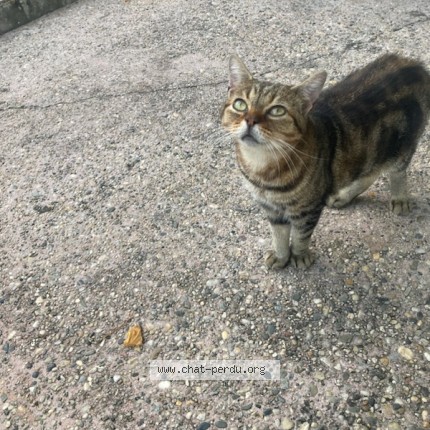 Photo de chat perdu à Le Pian Medoc