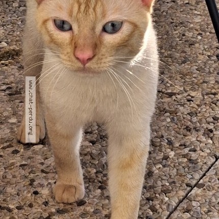 Photo de chat trouvé à Saint Priest En Jarez