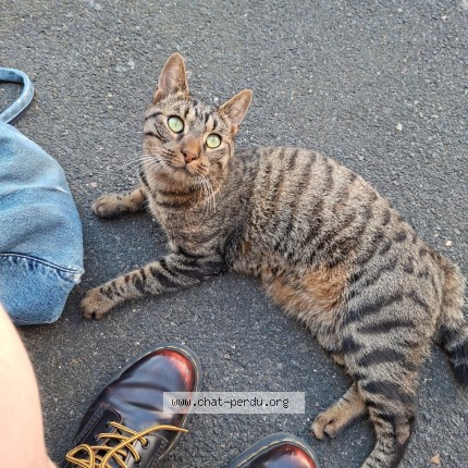 Photo 1/1 Chat trouvé Trouvé à Ivry Sur Seine