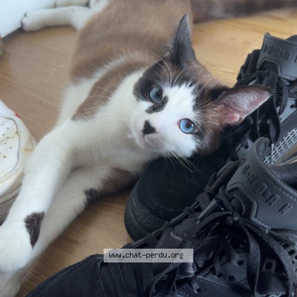 Photo 1/1 Chat retrouvé Perdu à Asnieres Sur Seine