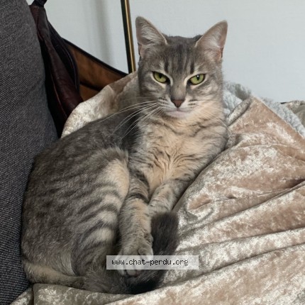 Photo de chat perdu à Nantes