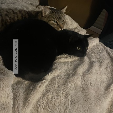 Photo de chat perdu à Plomodiern