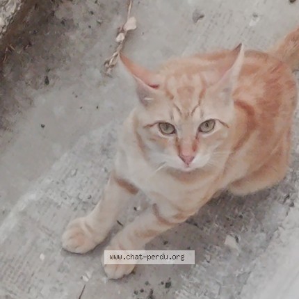 Photo 1/1 Chat trouvé Trouvé à St Andre De Sangonis
