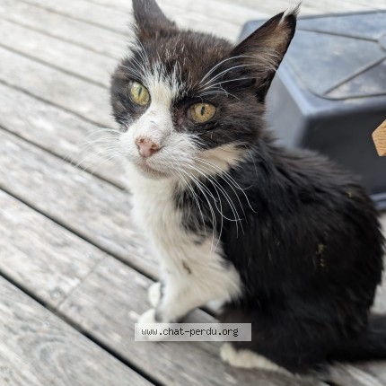 Photo 1/1 Chat trouvé Trouvé à Chatillon Le Duc