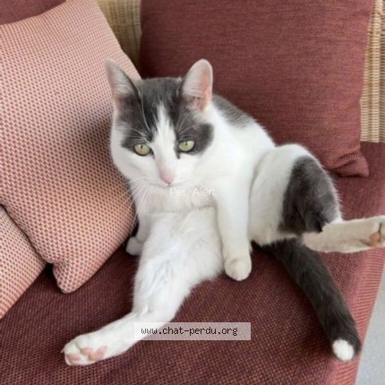 Photo 1/1 lily Chat perdu à Saint Orens De Gameville