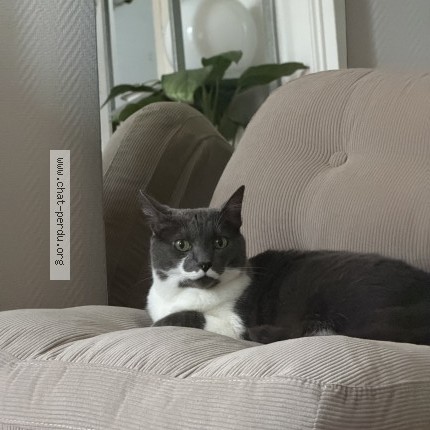 Photo de chat perdu à Bordeaux
