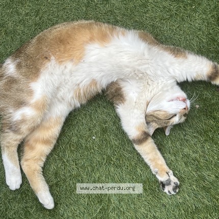 Photo de chat perdu à Neschers