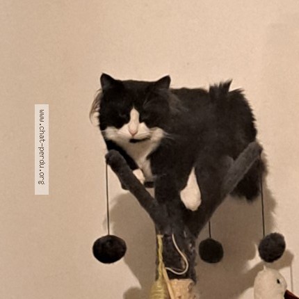 Photo de chat perdu à Tillieres Sevremoine