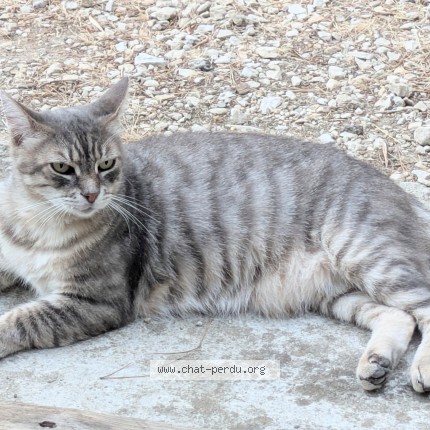 Photo 1/1 Chat trouvé Trouvé à Beaucaire