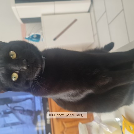 Photo 1/1 Tao Chat perdu à Laon