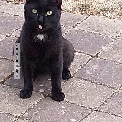 Photo 1/3 Chat trouvé Trouvé à Ponthierry