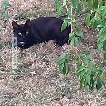 Photo 2/3 Chat trouvé Trouvé à Ponthierry
