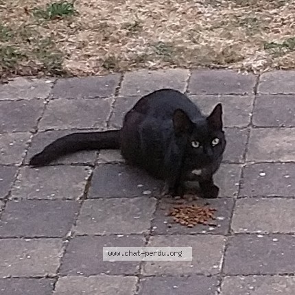 Photo 3/3 Chat trouvé Trouvé à Ponthierry