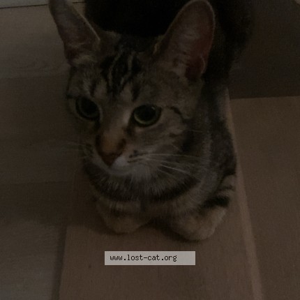 Photo 1/1 bella Chat perdu à Dieppe