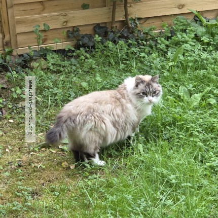 Photo de chat perdu à Cornebarrieu