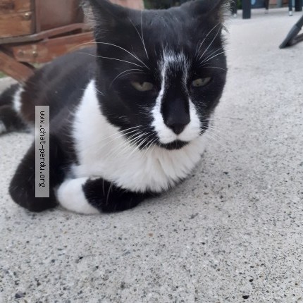 Photo 1/2 Chat trouvé Trouvé à Verchain Maugre