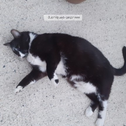 Photo 2/2 Chat trouvé Trouvé à Verchain Maugre