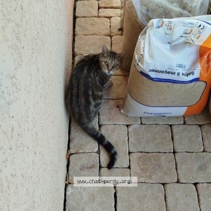 Photo 1/1 Chat trouvé Trouvé à Nomeny
