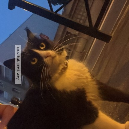Photo 1/1 Chat trouvé Trouvé à Nanterre