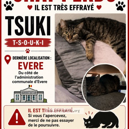 Photo 1/1 tsouki Chat perdu à Evere