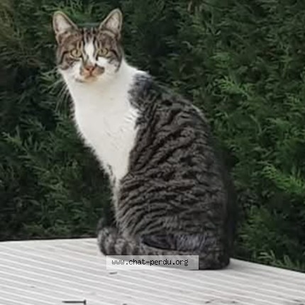 Photo 1/1 sirius Chat perdu à Villefranche Sur Saone