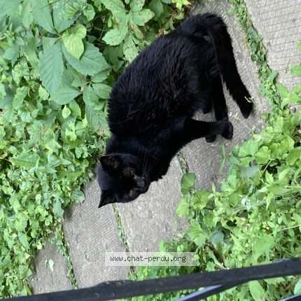 Photo 1/1 Chat retrouvé Trouvé à Montreal