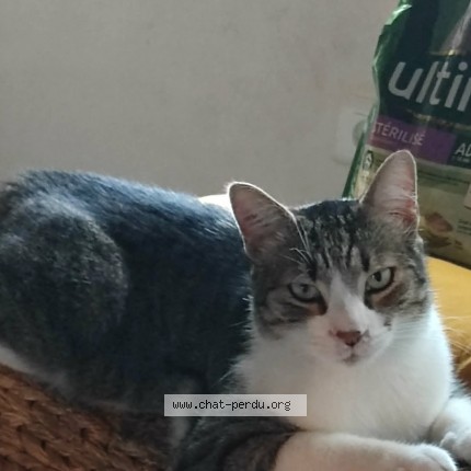Photo de chat perdu à Gresy Sur Aix