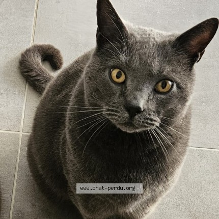 Photo 1/1 NEWTON Chat perdu à Pibrac