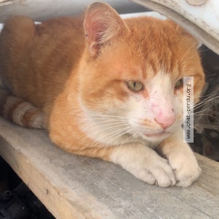 Photo de chat perdu à Saint Etienne Du Rouvray