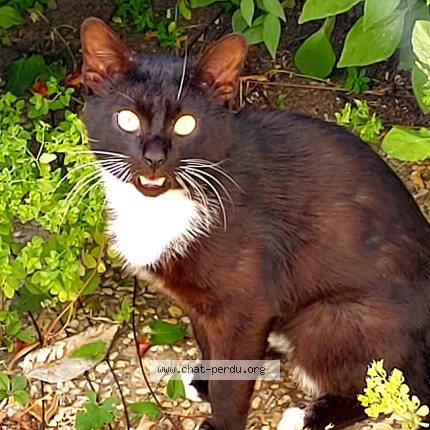 Photo 1/1 Chat trouvé Trouvé à Saint Nazaire