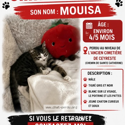 Photo 1/1 Chat retrouvé Perdu à Ceyreste