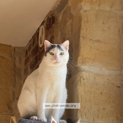 Photo de chat perdu à Sedan