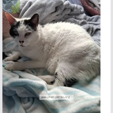 Photo de chat perdu à Ivry La Bataille