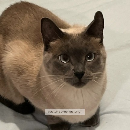 Photo de chat perdu à Metz