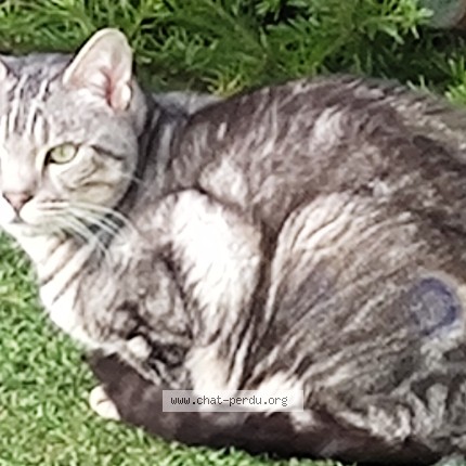 Photo de chat perdu à Quimper
