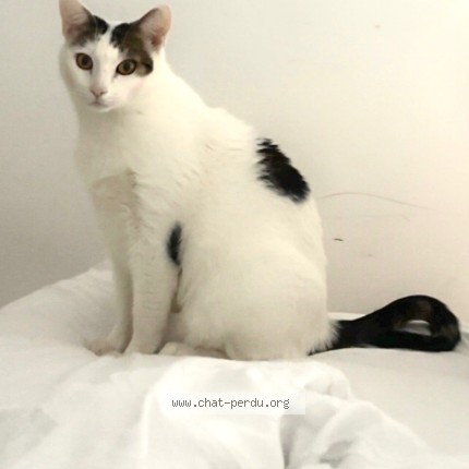 Photo de chat retrouvé à Beautiran