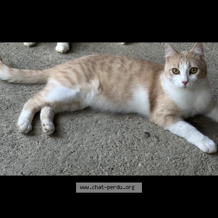 Photo de chat perdu à Pertuis