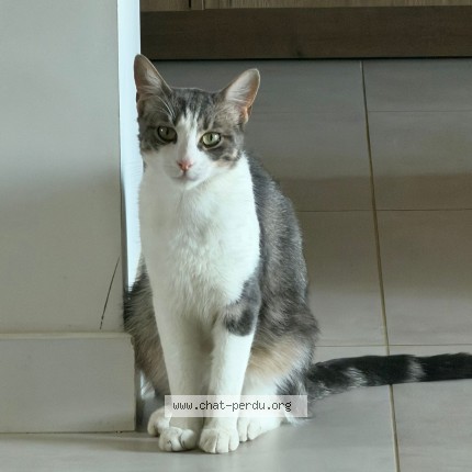 Photo de chat perdu à Mexy