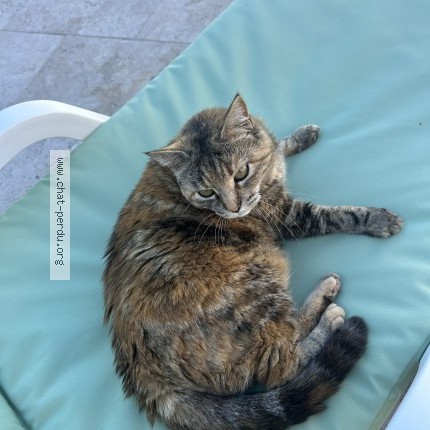 Photo 1/1 Minette Chat perdu à Apt