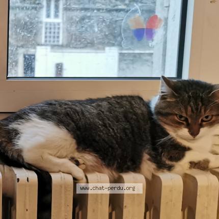 Photo 1/1 Chat retrouvé Perdu à Vernou La Celle Sur Seine