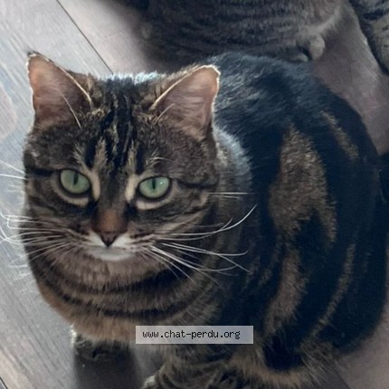 Photo de chat perdu à Dun Sur Auron