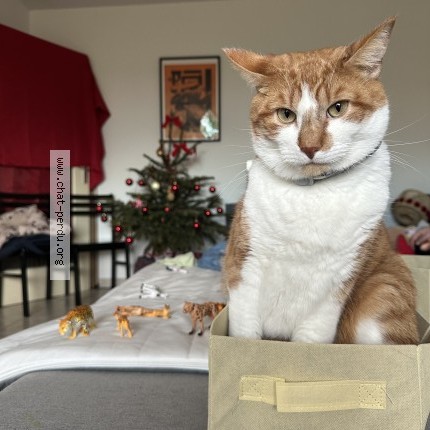 Photo 1/1 toulouse Chat perdu à Toulouse