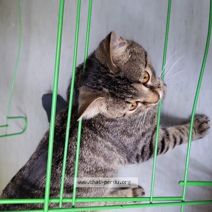 Photo 1/1 Chat trouvé Trouvé à Bruxelles