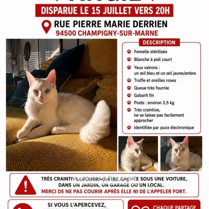 Photo 1/1 Angie Chat perdu à Champigny Sur Marne