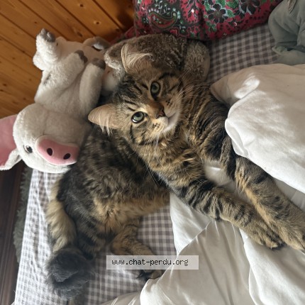Photo 1/1 Oups Chat perdu à Wolfskirchen