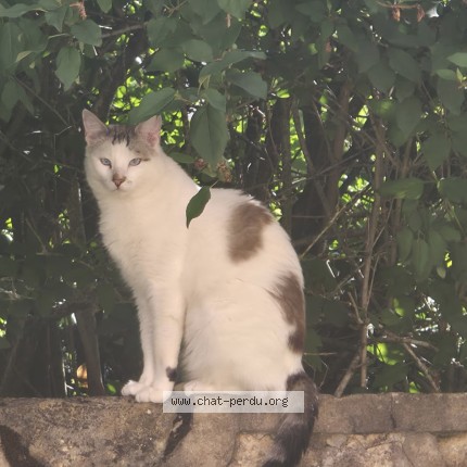 Photo de chat perdu à Dijon