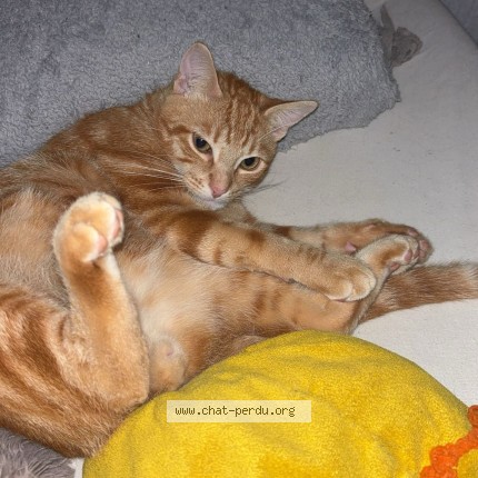 Photo 1/1 ragnar Chat perdu à Niort