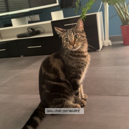 Photo 1/1 olympe Chat perdu à Libourne